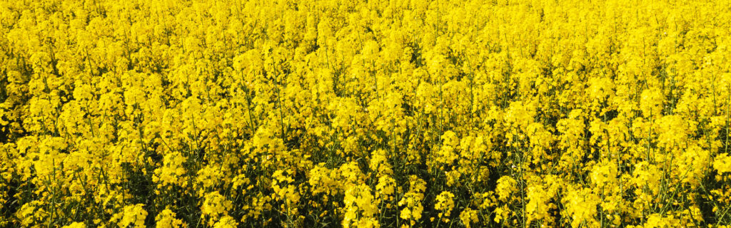 Rapeseed