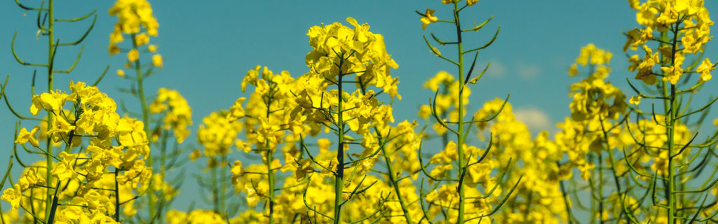 Banner 2